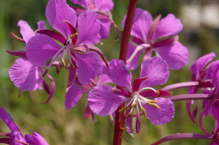 KISVIRÁGÚ FÜZIKE.jpg